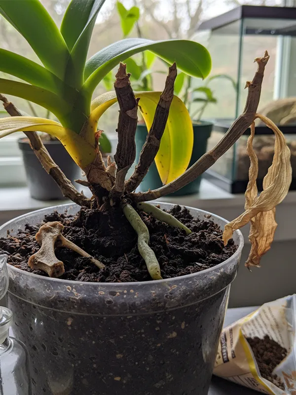 Plant with root rot